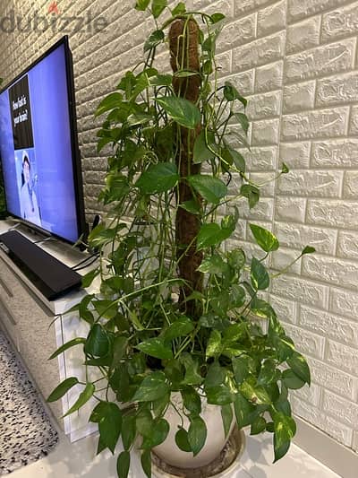 money plant with ceramic pot