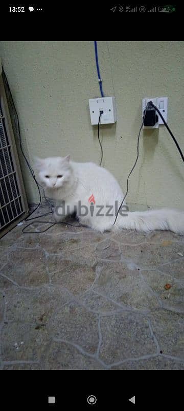 Persian female cat 0