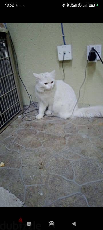 Persian female cat 1