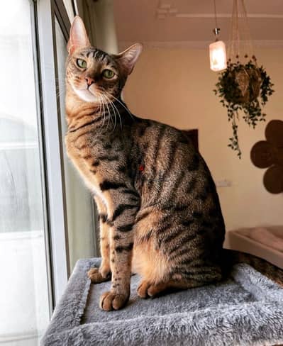 Bengal cat for adoption