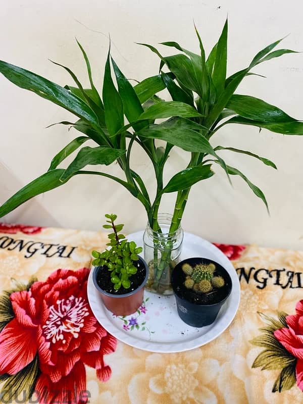 bamboo and mix plants for sale 0