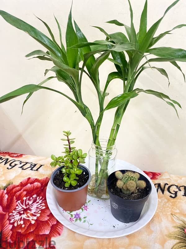 bamboo and mix plants for sale 1