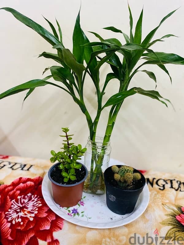 bamboo and mix plants for sale 2