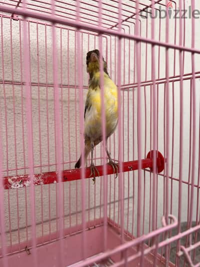 Canary