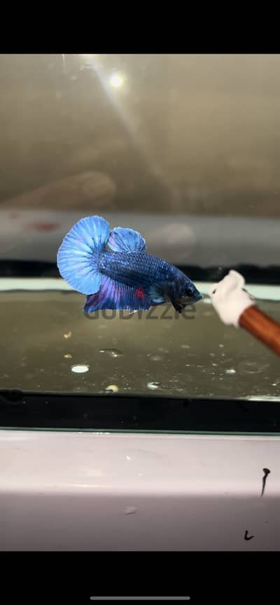 Betta fish breed Bahrain for sale