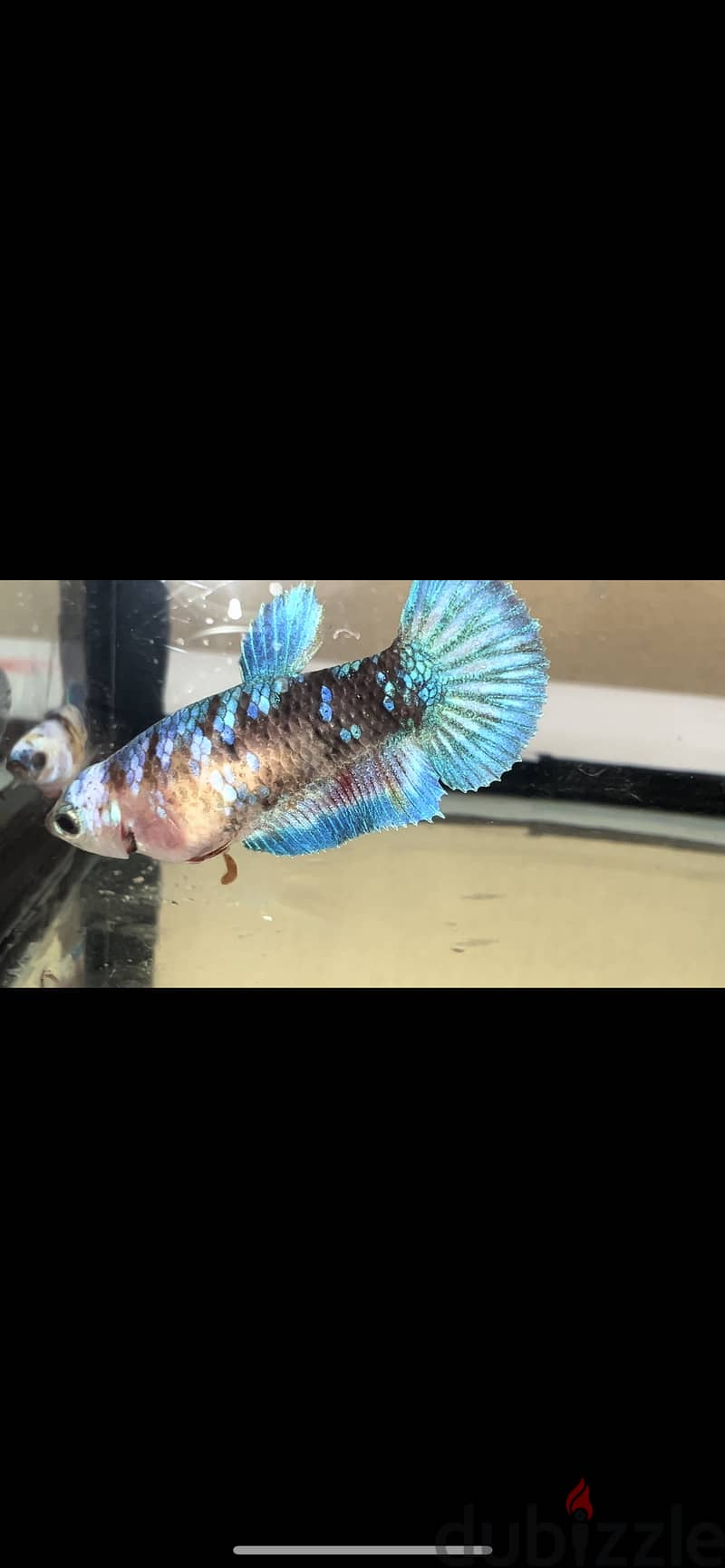 Betta fish breed Bahrain for sale 1