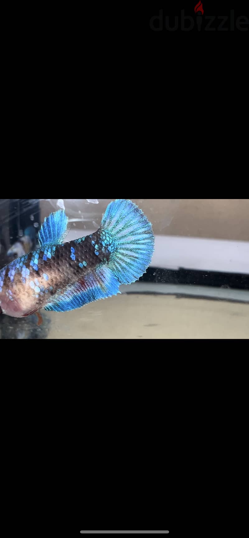 Betta fish breed Bahrain for sale 2