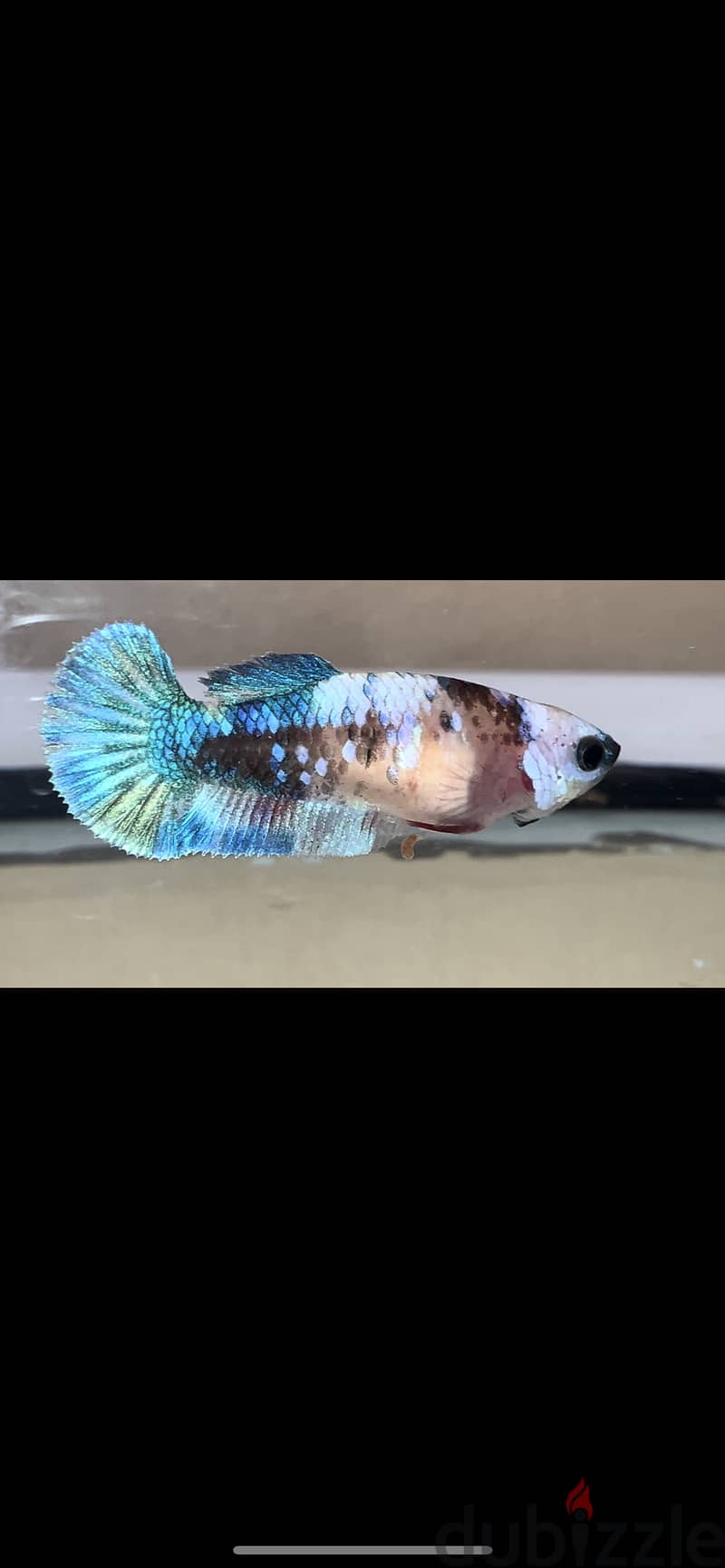 Betta fish breed Bahrain for sale 3