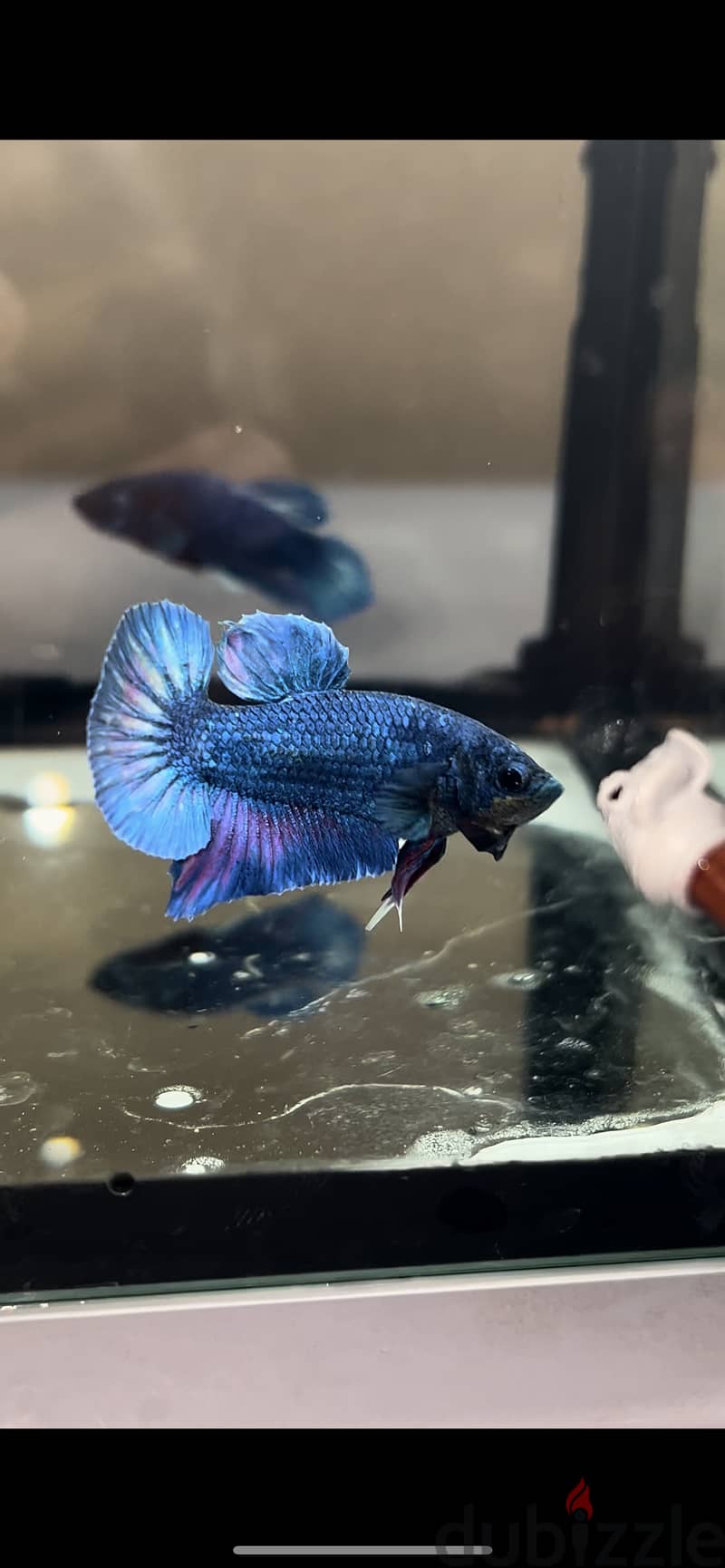 Betta fish breed Bahrain for sale 4