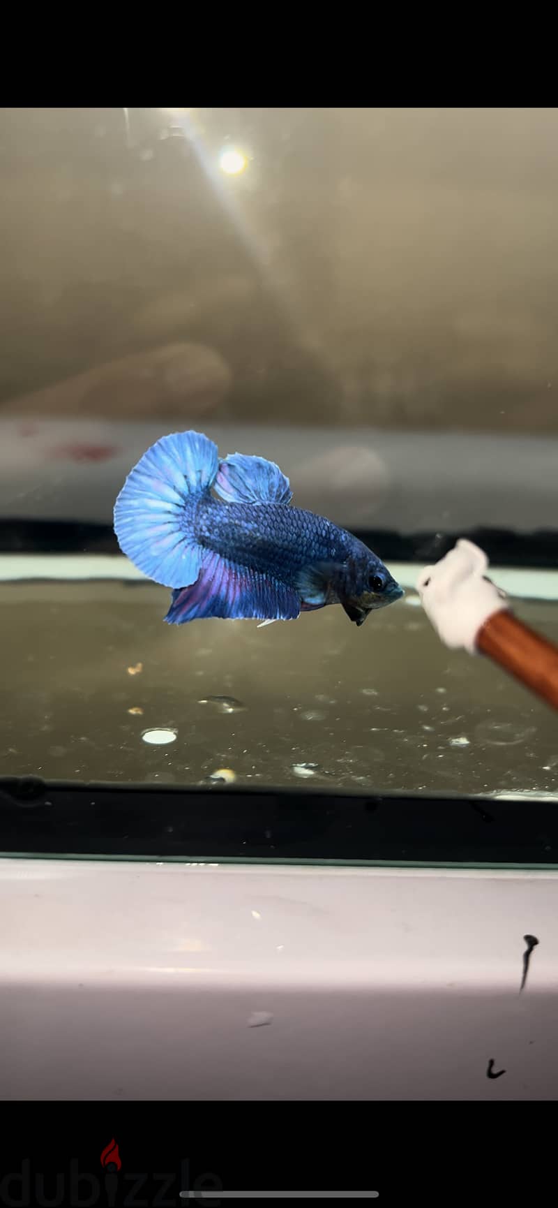 Betta fish breed Bahrain for sale 6