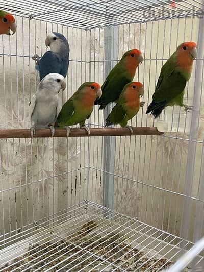 male love birds - طيور حب ذكور