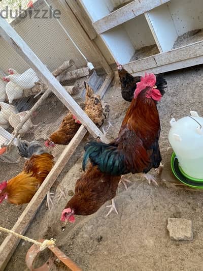 Fransi chicken available for sale daily eggs