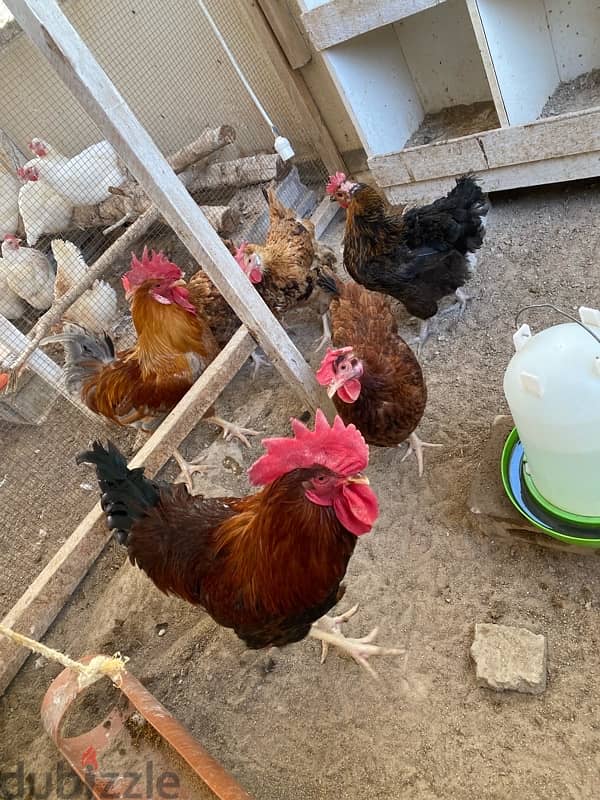 Fransi chicken available for sale daily eggs 1