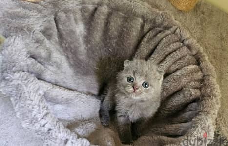 Scottish fold