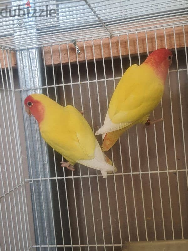 love bird pair with chick and cage 1