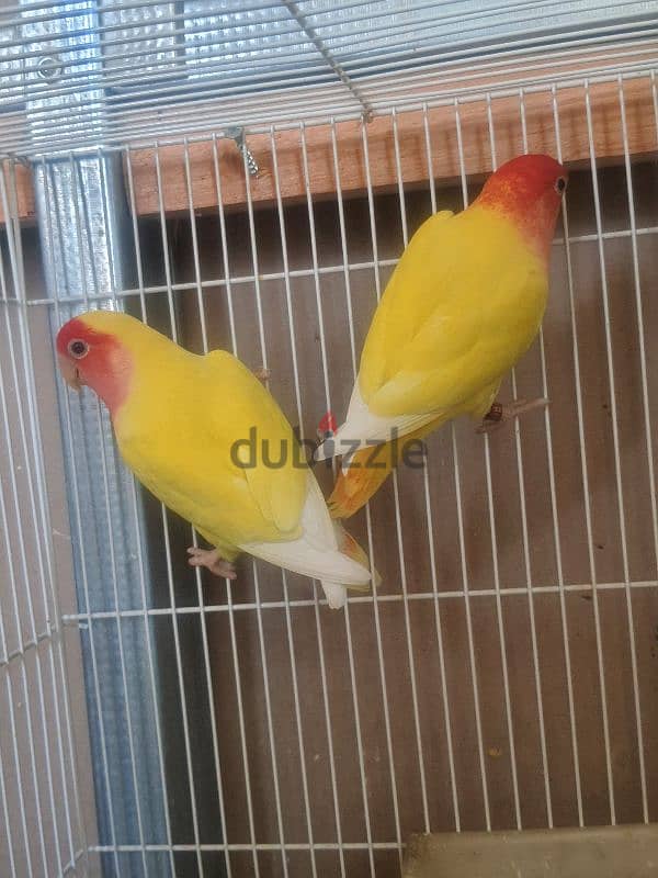 love bird pair with chick and cage 2