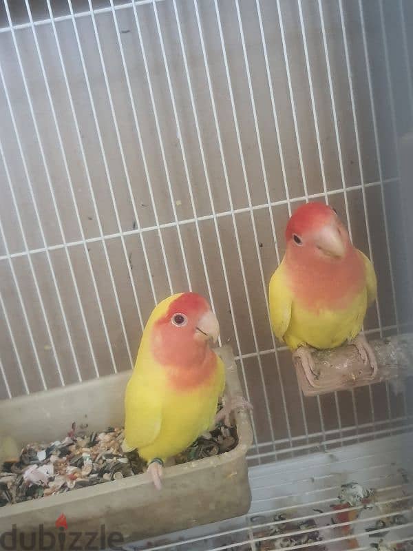 love bird pair with chick and cage 3