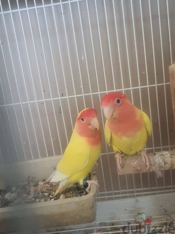 love bird pair with chick and cage 4