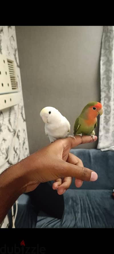 tamed love birds in pair sale للبيع زوج لف بيرد اليف جدا