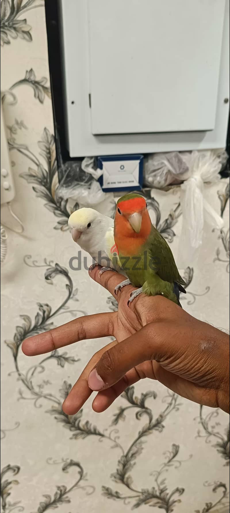 tamed love birds in pair sale للبيع زوج لف بيرد اليف جدا 1