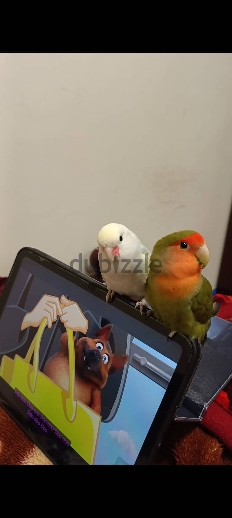 tamed love birds in pair sale للبيع زوج لف بيرد اليف جدا 2