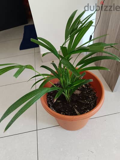 Different kind of Indoor Plants for sale