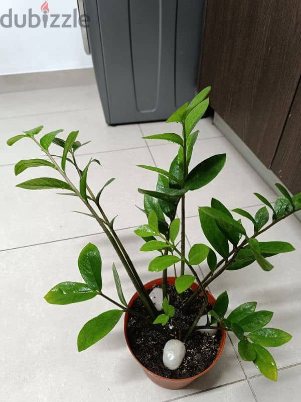 Different kind of Indoor Plants for sale 1