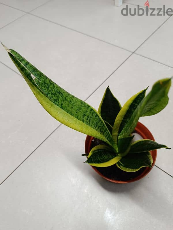 Different kind of Indoor Plants for sale 2