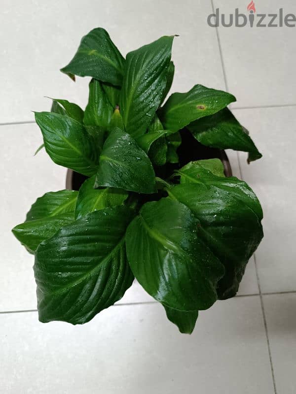 Different kind of Indoor Plants for sale 3