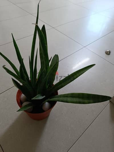 Different kind of Indoor Plants for sale