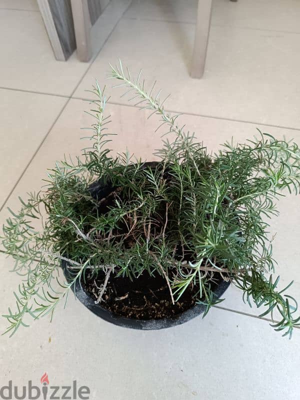 Different kind of Indoor Plants for sale 5