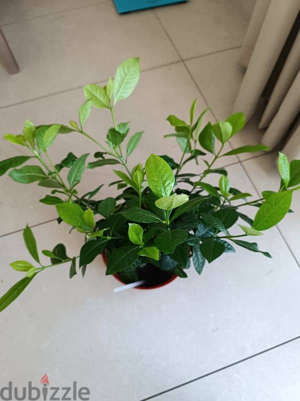 Different kind of Indoor Plants for sale 6