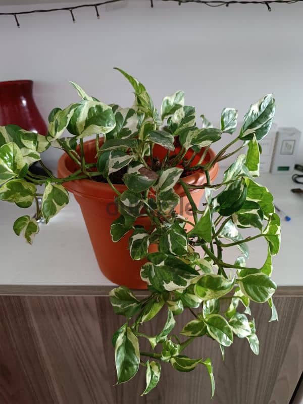 Different kind of Indoor Plants for sale 7