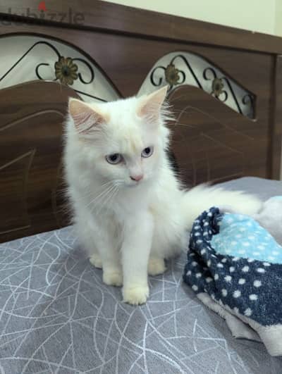 Male White Persian cat for free adoption