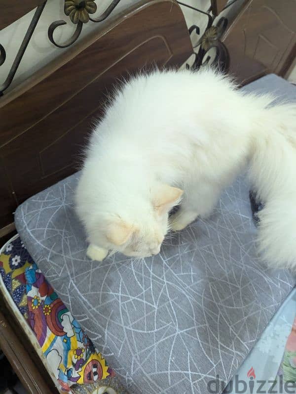 Male White Persian cat for free adoption 1