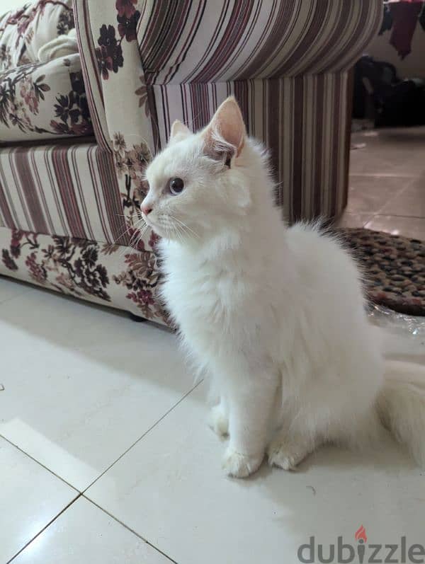 Male White Persian cat for free adoption 2