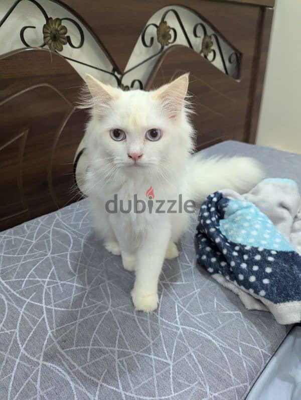 Male White Persian cat for free adoption 3