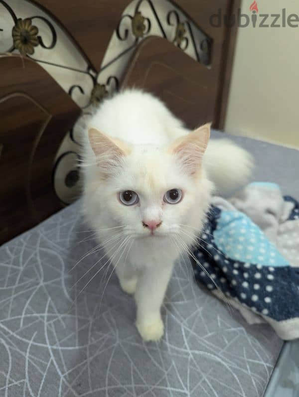 Male White Persian cat for free adoption 4