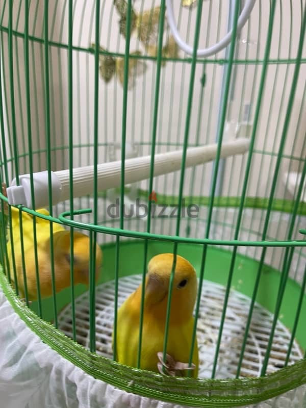 love birds for sale 2 male 0