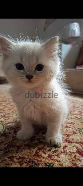 CAT Persian Cat Shirazi cat