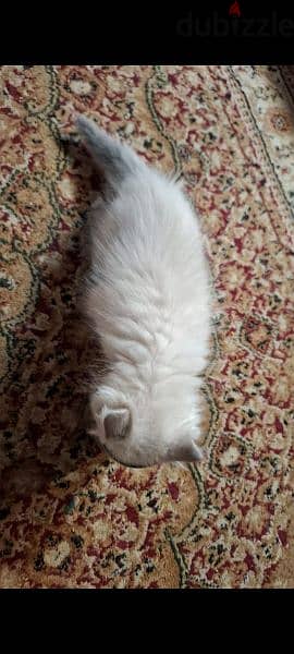 CAT Persian Cat Shirazi cat 1