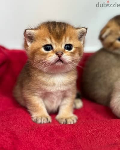 Purebred Scottish Kittens Available!