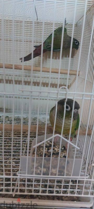 Young conures for sale