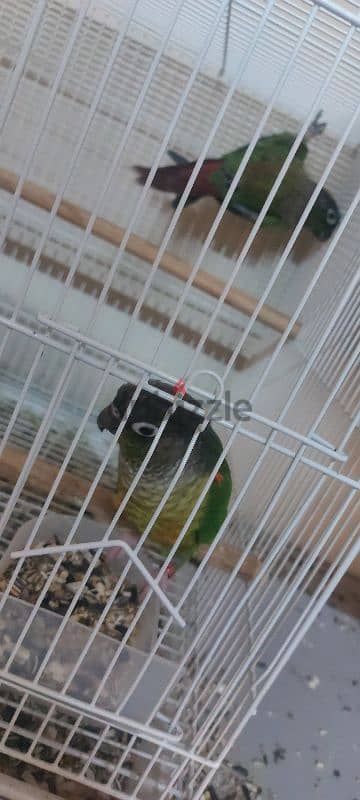 Young conures for sale 1