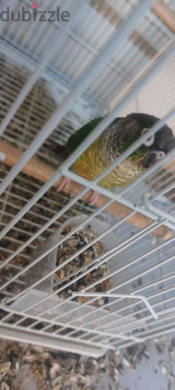 Young conures for sale 2