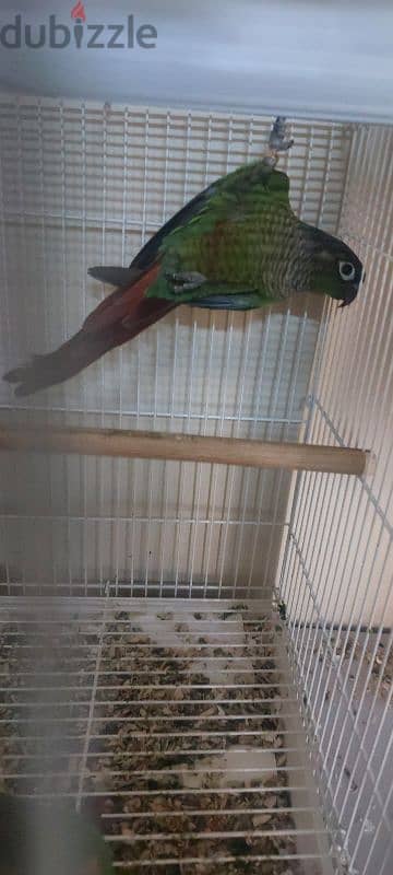 Young conures for sale 3