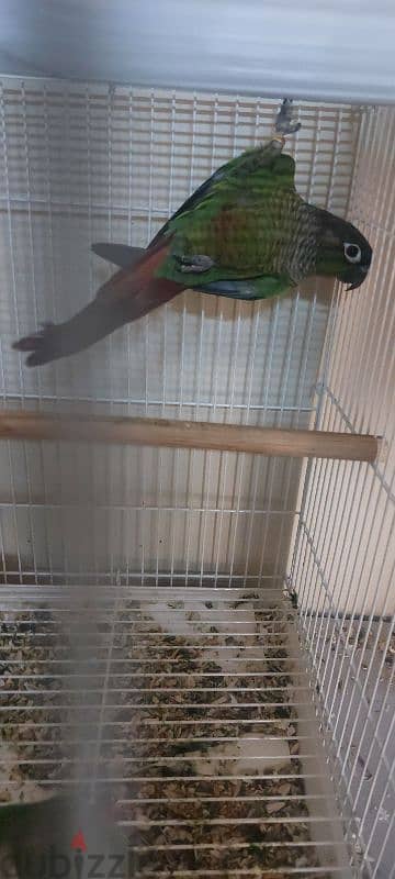 Young conures for sale 4