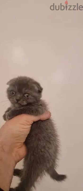 Scottish fold adoption