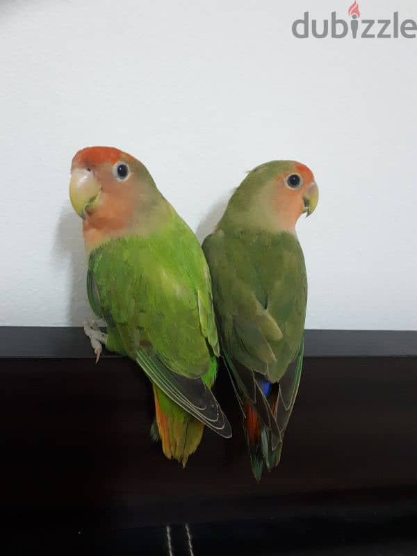 tamed love birds for sale 2