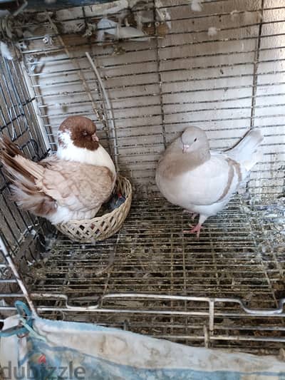 For sale Pigeon